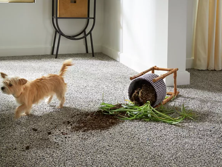 PETPremier Premier Performance Difference